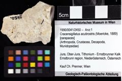 Foto (Objket + Etiketten) von Cracensigillatus acutirostris (Moericke, 1889) 